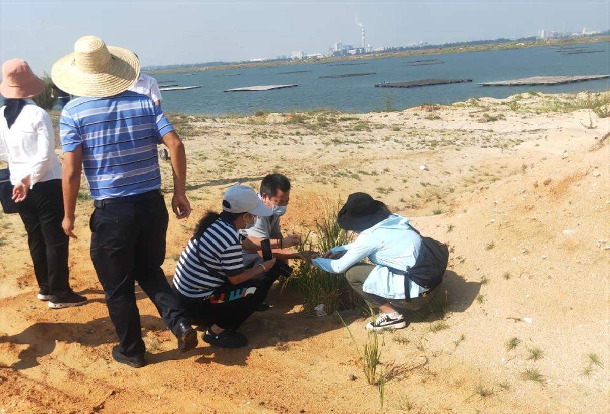 男子海边发现稻谷 初判是普通水稻