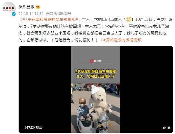 7岁萨摩耶带萌娃骑车被围观