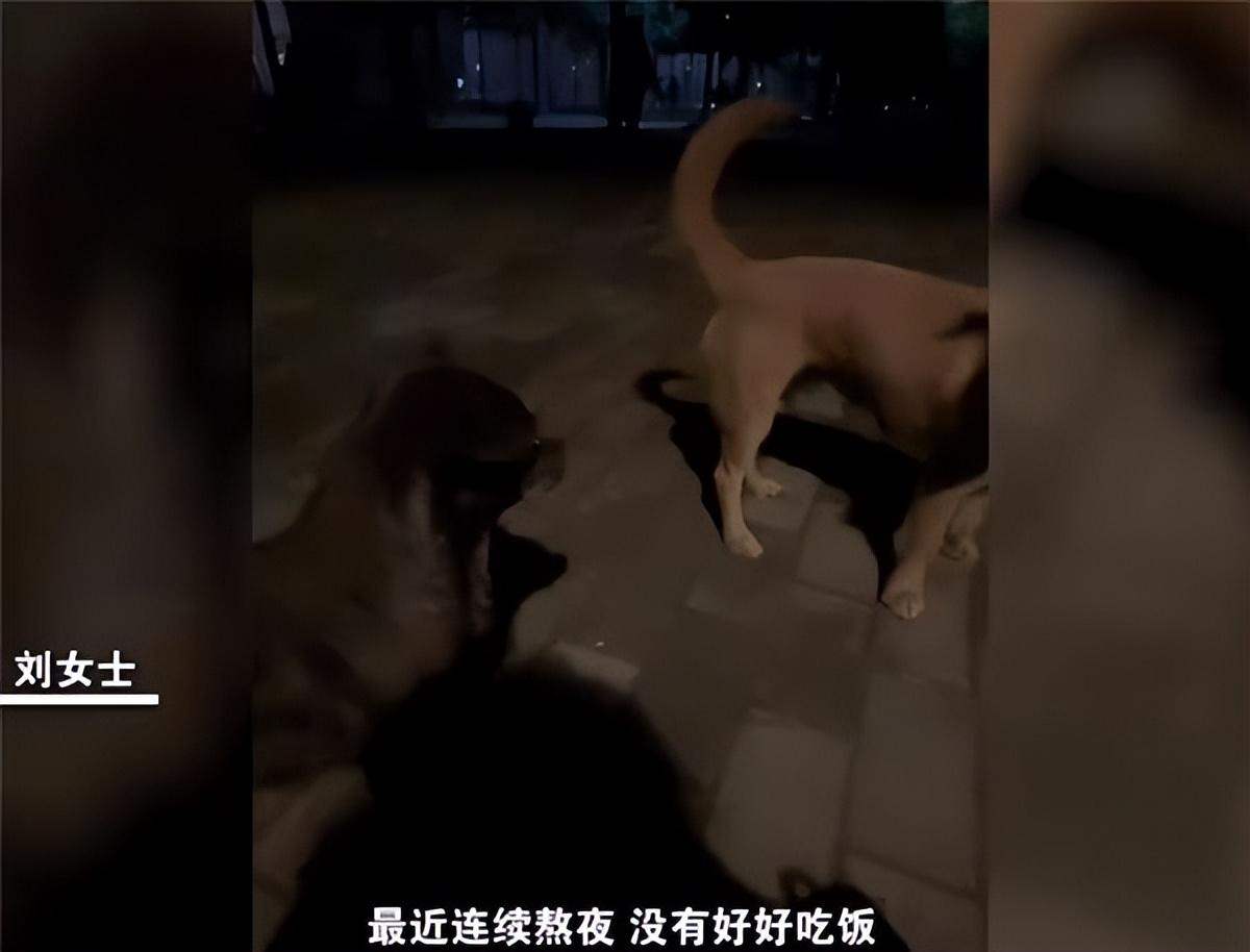 女生校内晕倒被2只流浪狗舔鼻唤醒