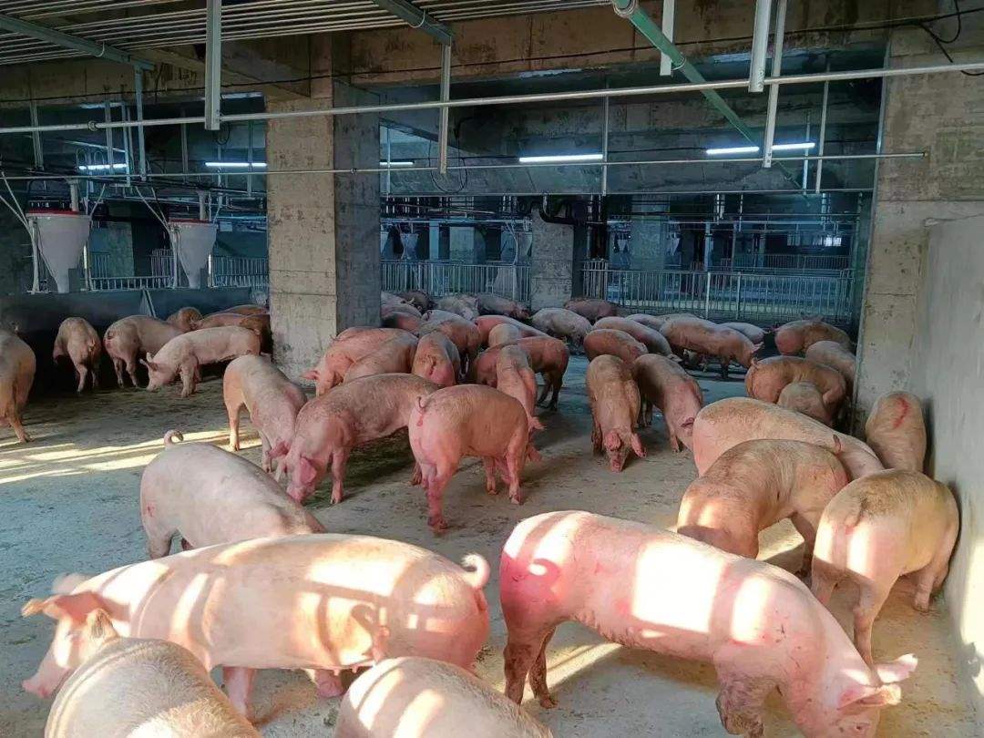 湖北26层养猪大楼正式投产