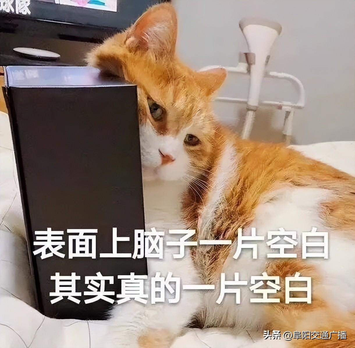 被猫抓伤患上的“猫爪病”是什么病