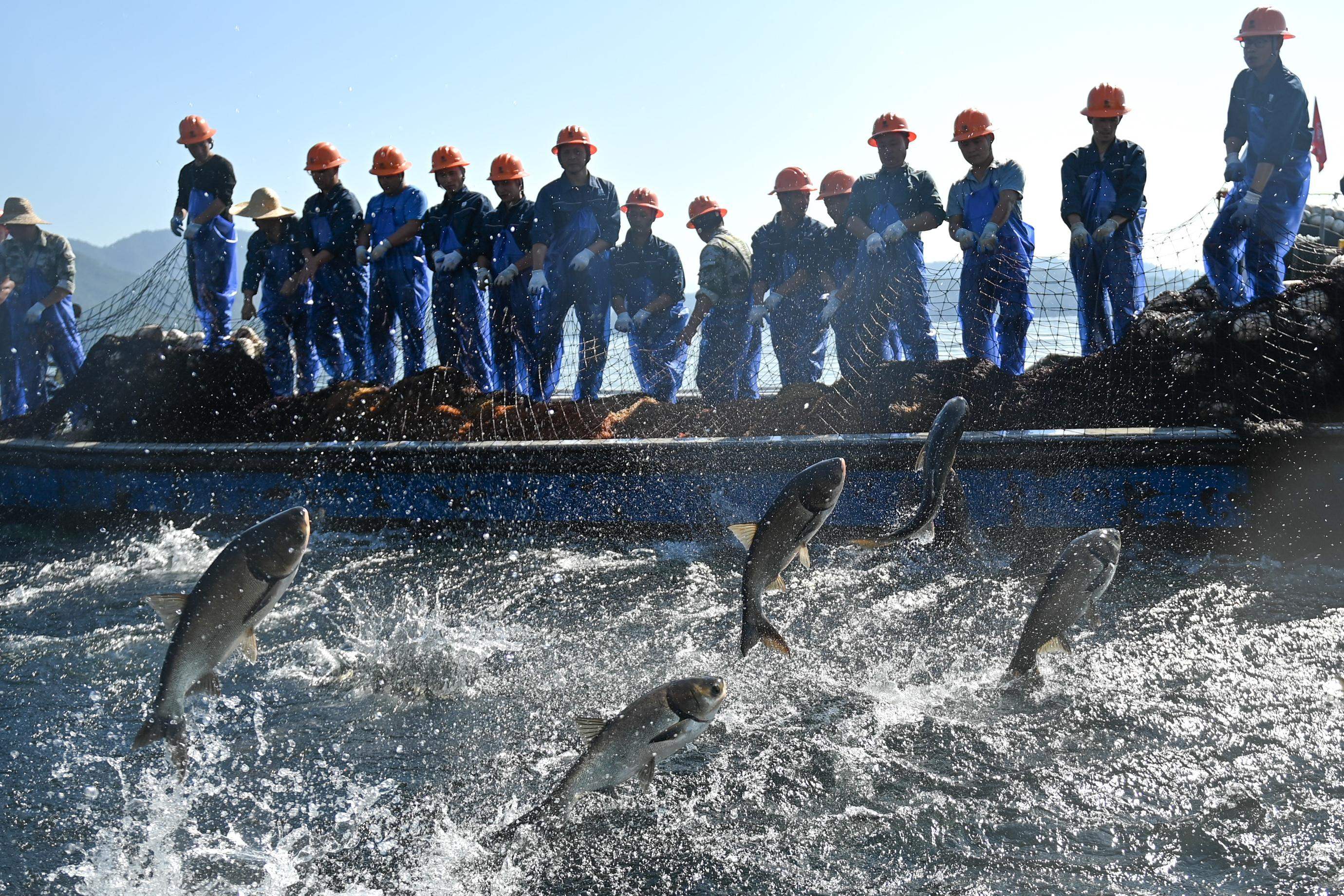 浙江千岛湖巨网捕鱼迎丰收