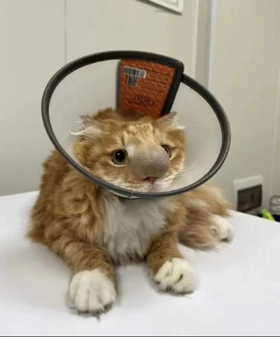 蜜蜂猫出现了