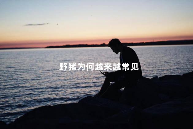 野猪为何越来越常见